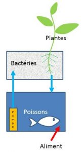 Le schéma de principe de l'aquaponie commun à chaque projet