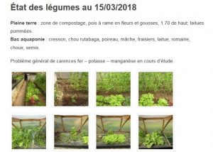 Mise en page du suivi des légumes en aquaponie