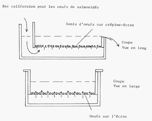 Source FAO - Schéma auge californienne