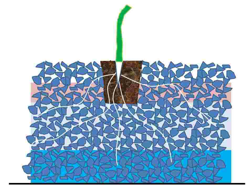 Schéma du profil cultural dans les graviers aquaponiques, avec répartition  des quatre zones hydriques et des racines.