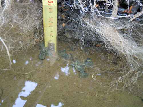 Chevelu racinaire et absence de boue entre les graviers du fond du bac. Légère couche de boue (1 mm).