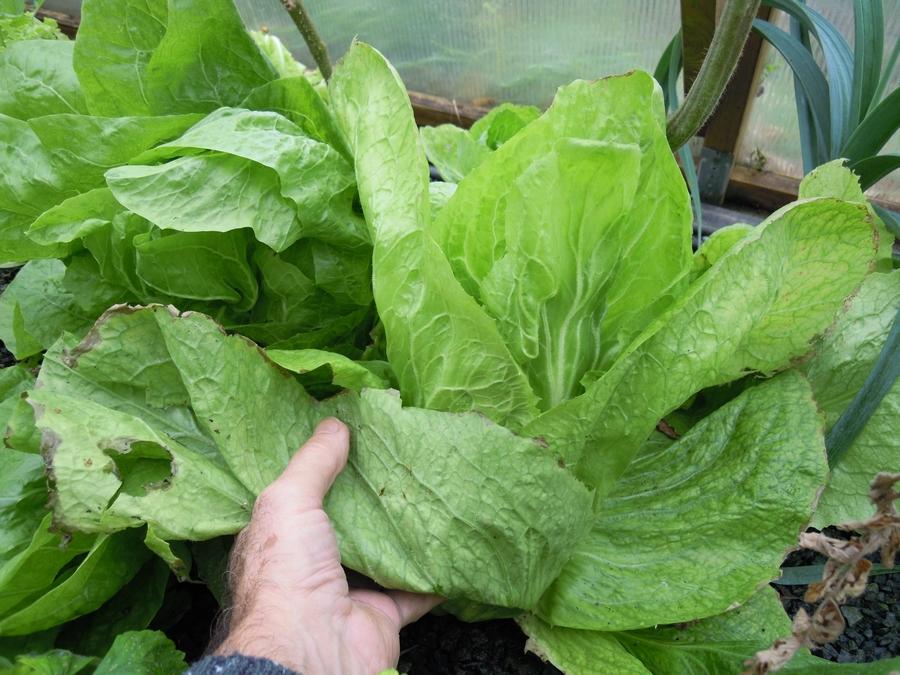 Débuter en aquaponie avec des légumes faciles à réussir