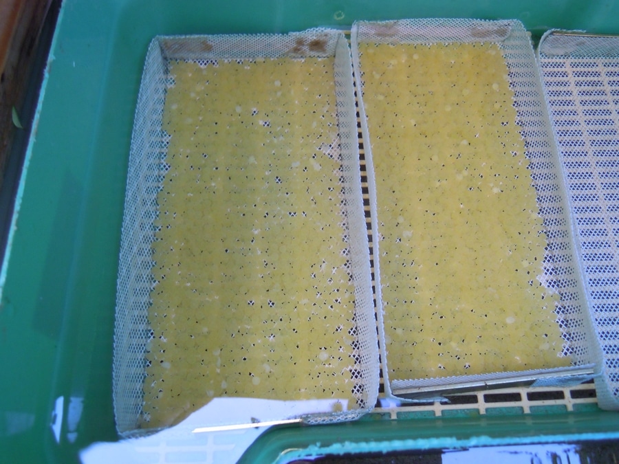 Incubation des œufs de truites arc en ciel directement dans le système aquaponique.