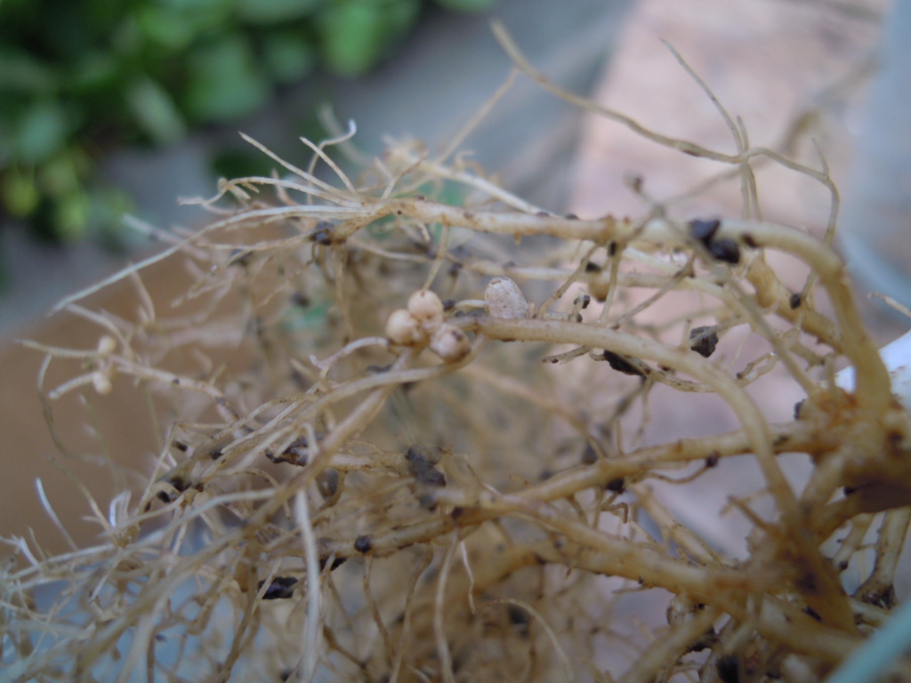 Nodosité sur racine de haricot mycorhizé, cultivé  en aquaponie
