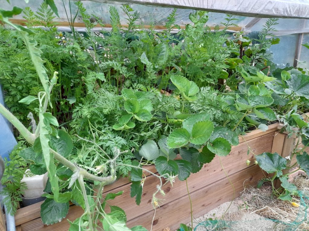 Au 8/06/2023 .  (5 kg de légumes (fraises, betteraves rouges, concombres, radis, laitues) récoltés depuis le 15 mars, date des premiers semis.