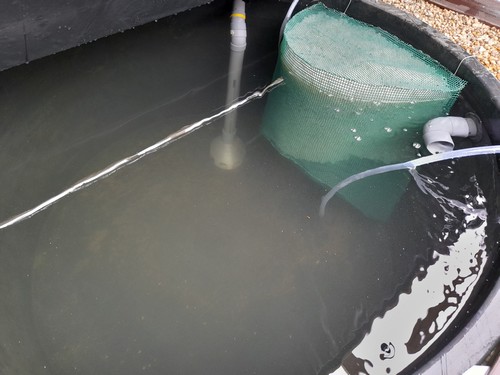 Biofiltre intégré dans le bassin des poissons.