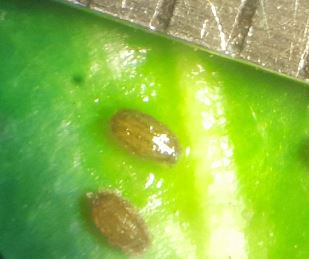 Cocons de sangsue piscicole. 1 mm de long. Bandes longitudinales.