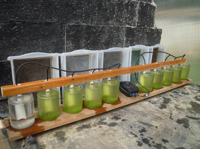 Test de culture de microalgues dans un bioréacteur fait maison, dans le but de produire un aliment adapté pour les truites