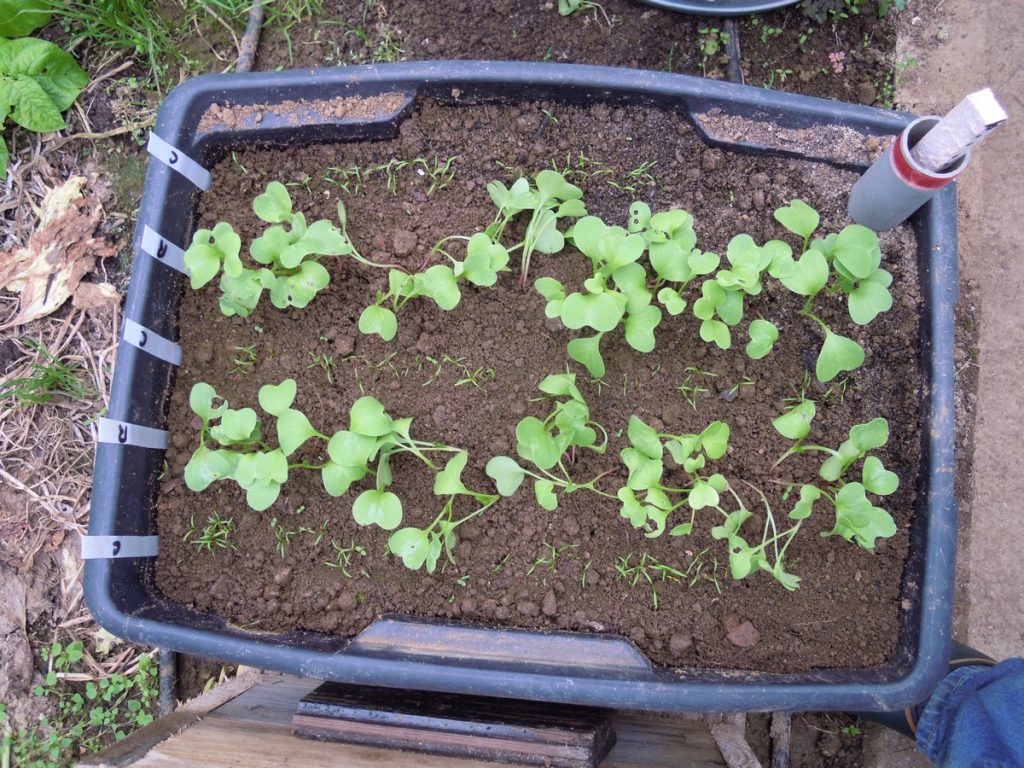 Test de la culture sur lit capillaire mixant sabloponie et wicking bed