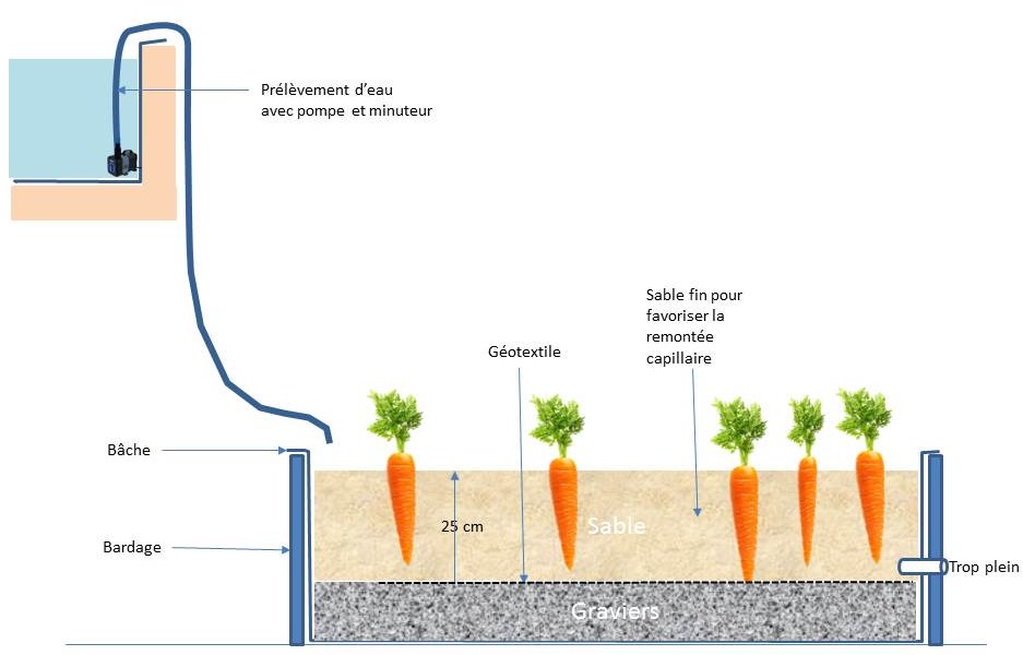 Sabloponie classique en découplé; irrigation par inondation de surface.