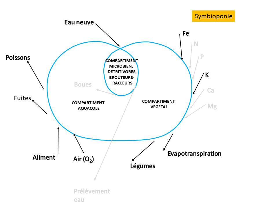 Schéma illustrant la symbioponie