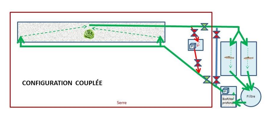 Configuration couplée d'un système aquaponique découplable