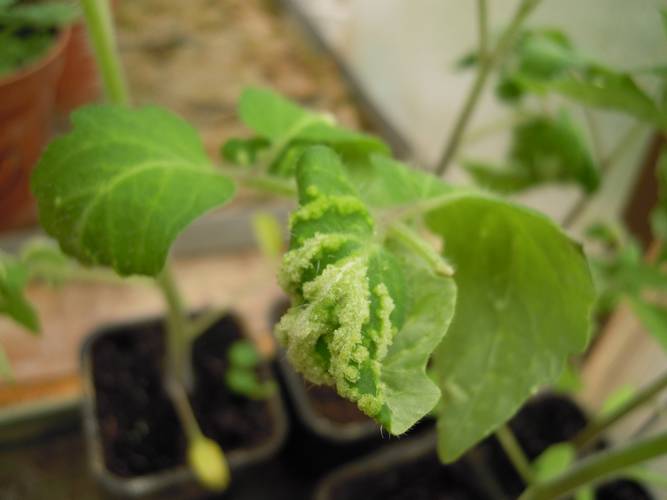 Des déformations de feuilles de tomates (intumescences)  qui au départ peuvent ressembler à des symptômes de carence