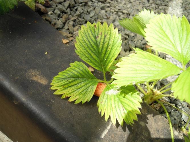 Des feuilles âgées de fraisiers avec décoloration internervaire  causée par une virose et non par une carence en magnésie.